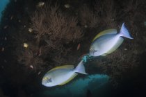 Yellowmask surgeonfish на острові Балі — стокове фото