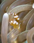 Crevettes squat dans l'anémone — Photo de stock