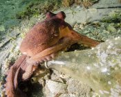 Обыкновенный осьминог — стоковое фото