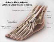 Músculos y tendones de las piernas - foto de stock
