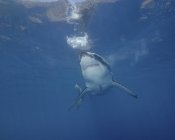 Grand requin blanc à l'île de Guadalupe — Photo de stock