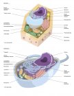 Анатомія рослинних і тваринних клітин — стокове фото