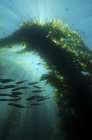 Sunrays shining through cathedral of kelp — Stock Photo