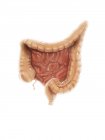 Нормальна Анатомія товстої кишки — стокове фото