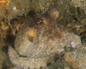 Обыкновенный осьминог на дне моря — стоковое фото
