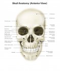 Crânio humano com etiquetas — Fotografia de Stock