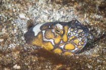 Napoleon snake eel in North Sulawesi — Stock Photo