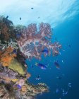 М'який корал на крах в Трук лагуни — стокове фото