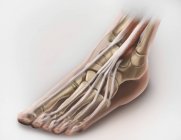 Muscles et tendons des jambes — Photo de stock