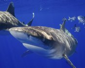 Curious oceanic whitetip sharks — Stock Photo