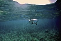 Squalo della barriera corallina dei Caraibi — Foto stock