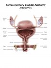 Anatomía de la vejiga urinaria femenina - foto de stock