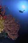 Tuffatore e bellissimo fan del mare gorgoniano — Foto stock