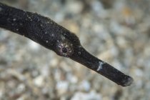 Pipefish in North Sulawesi — Stock Photo