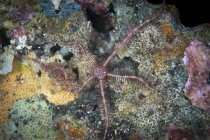 Brittle starfish in Komodo National Park — Stock Photo