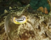 Красочный глаз каракатицы — стоковое фото