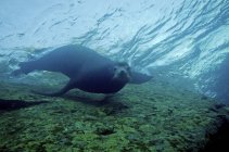 Leone marino guardando la fotocamera — Foto stock