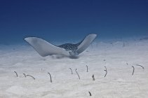 Плямистий орел плаває уздовж океанської підлоги — стокове фото