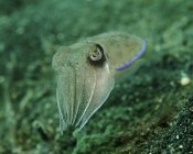 Golden cuttlefish in Lembeh Strait — Stock Photo