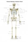 Human skeletal system with labels — Stock Photo