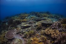 Reefscape no Mar de Banda — Fotografia de Stock