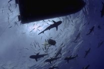Tubarões de recife caribenhos circulando barco de mergulho — Fotografia de Stock