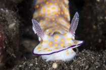 Hypselodoris bollandi nudibranch — стокове фото