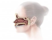 Anatomía de la nariz y el seno nasal - foto de stock