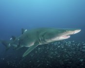 Tubarão tigre acima do bando de peixinhos de charuto — Fotografia de Stock