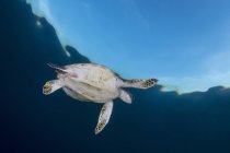 Морская черепаха в Национальном парке Комодо — стоковое фото