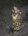 Blacksaddle змія вугор в Північний Сулавесі — стокове фото