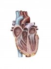 Vista interna del corazón humano - foto de stock