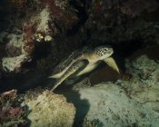 Зеленая черепаха, плавающая на рифе — стоковое фото