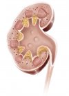Sección transversal del riñón humano - foto de stock