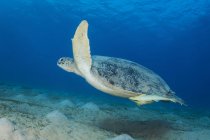 Tartaruga marina verde nel Mar Rosso — Foto stock