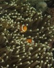 Anemonenfische in Wirtsanemone — Stockfoto