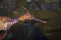 Травяной морской дракон в водах Тасмании — стоковое фото