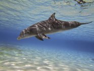 Tursiope delfino che nuota vicino alla barriera corallina — Foto stock