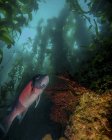 Schafkopf im Kelp-Wald — Stockfoto
