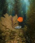 Garibaldi e abalone verde nel bosco di alghe — Foto stock