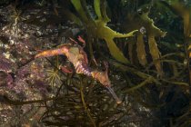 Drago di mare erbaceo nelle acque della Tasmania — Foto stock