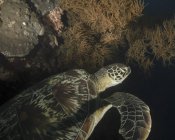 Плавающая зелёная черепаха — стоковое фото