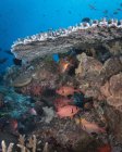 Soldierfish на риф Комодо Національний парк — стокове фото
