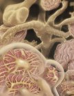 Raffigurazione dei capillari glomerulus — Foto stock