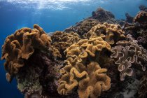 Кораллы на красочных рифах — стоковое фото