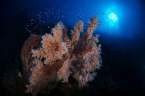 Красочный риф с рыбой и солнечными лучами — стоковое фото