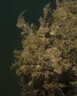 Stonefish headshot поблизу Уест-Палм-Біч — стокове фото