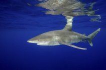 Океаническая белопёрая акула — стоковое фото