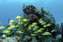 Рифовий пейзаж з зграєю смугастих грамів — стокове фото