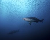 Tubarões tigre e rebanho de peixinhos charuto — Fotografia de Stock